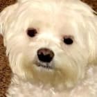 Prince
