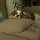 Samantha