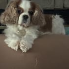 Samantha
