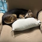 Samantha