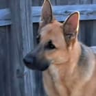 Ranger