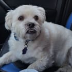 Benji