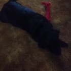 Astro