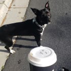 Lucy