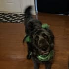 Zuzu
