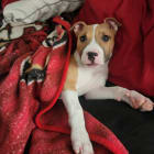 Harley