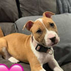 Harley