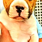 Harley