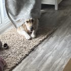Daisy