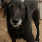Buddy