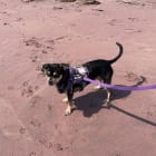 Nova