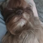 Chewie