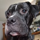 Barkley