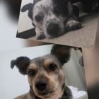 Barkley and Mimi