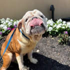 Princess Pudge