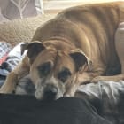 Penny