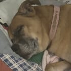 Penny
