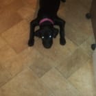 Dolly