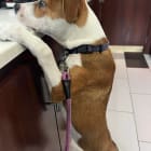 Skye