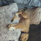 Kodi