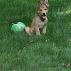 Kodi
