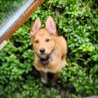 Kodi