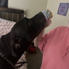 Taz