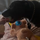 Taz