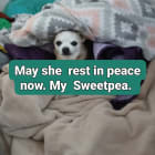 Sweetpea