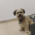 Cookie