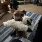 Finnegan
