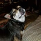 Quincy RIP