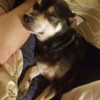 Quincy RIP