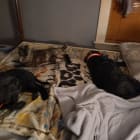 Bella and Rosie