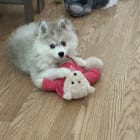Kolani Lou