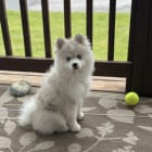 Kolani Lou