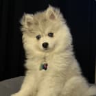 Kolani Lou