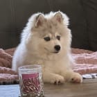 Kolani Lou