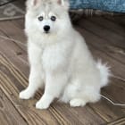Kolani Lou