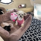 Sophie