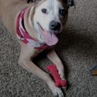 Roscoe P Coltrane