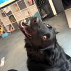 Charlie
