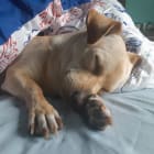 Benji