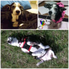 Patches