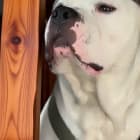 Capone