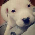 Capone