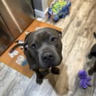 Bronson