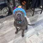 Bronson