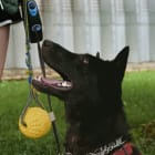 Renegade