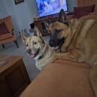 Jaxx